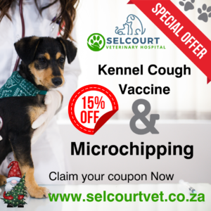 Microchipping & Kennel Cough Vaccine